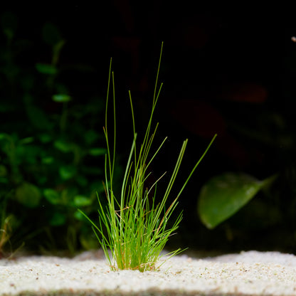 Small green grass hair eleocharis parvula aquatic plant on a dark background