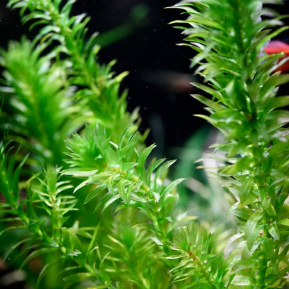 Close-up of bright green elodea egeria densa aquarium stem plant stems with narrow, densely packed leaves.