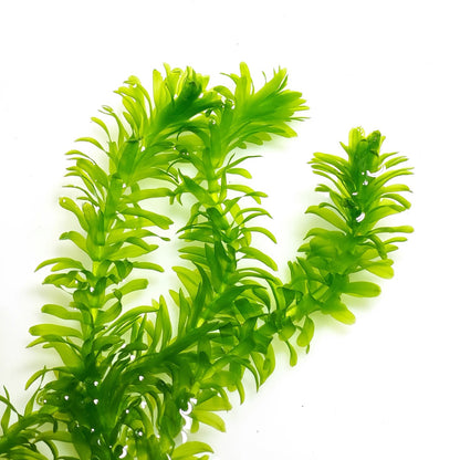 Close up of green elodea egeria densa aquarium stem plant