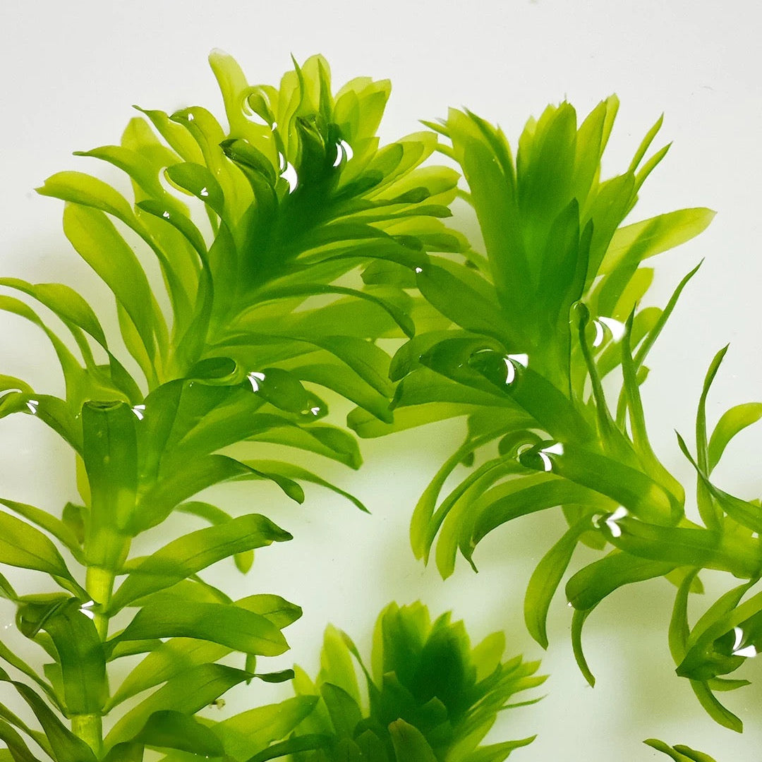 Green elodea egeria densa aquarium stem plant with a textured, leafy appearance, shown against a plain white background.