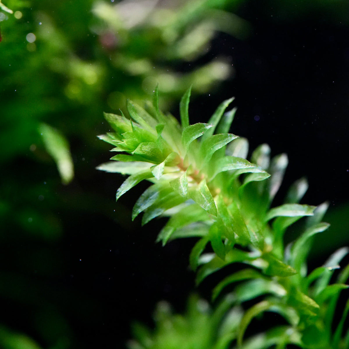 Macro shot of elodea egeria densa aquarium stem plant leaves