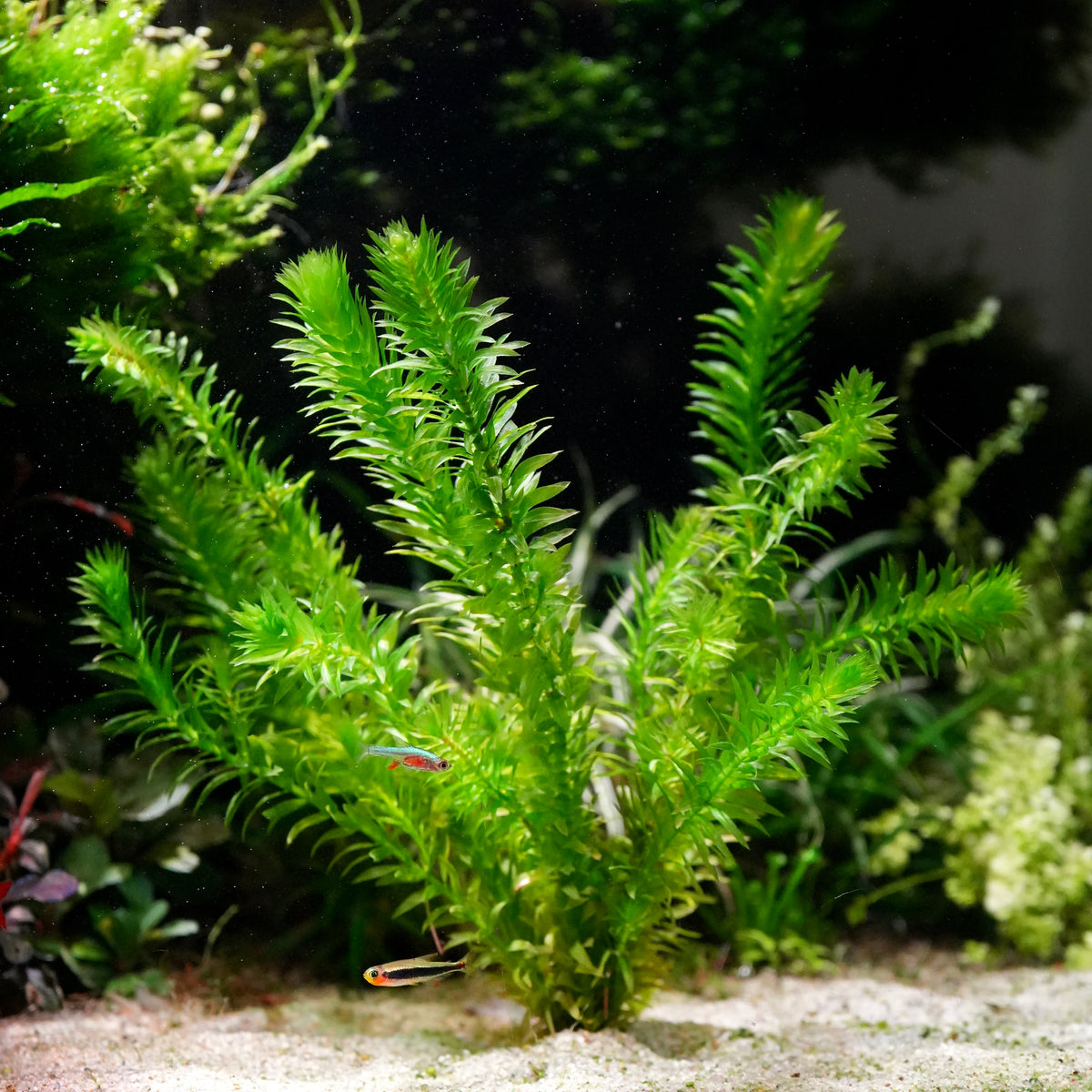A bright green elodea egeria densa aquarium stem plant growing in a sandy aquarium with small neon tetras swimming around it.