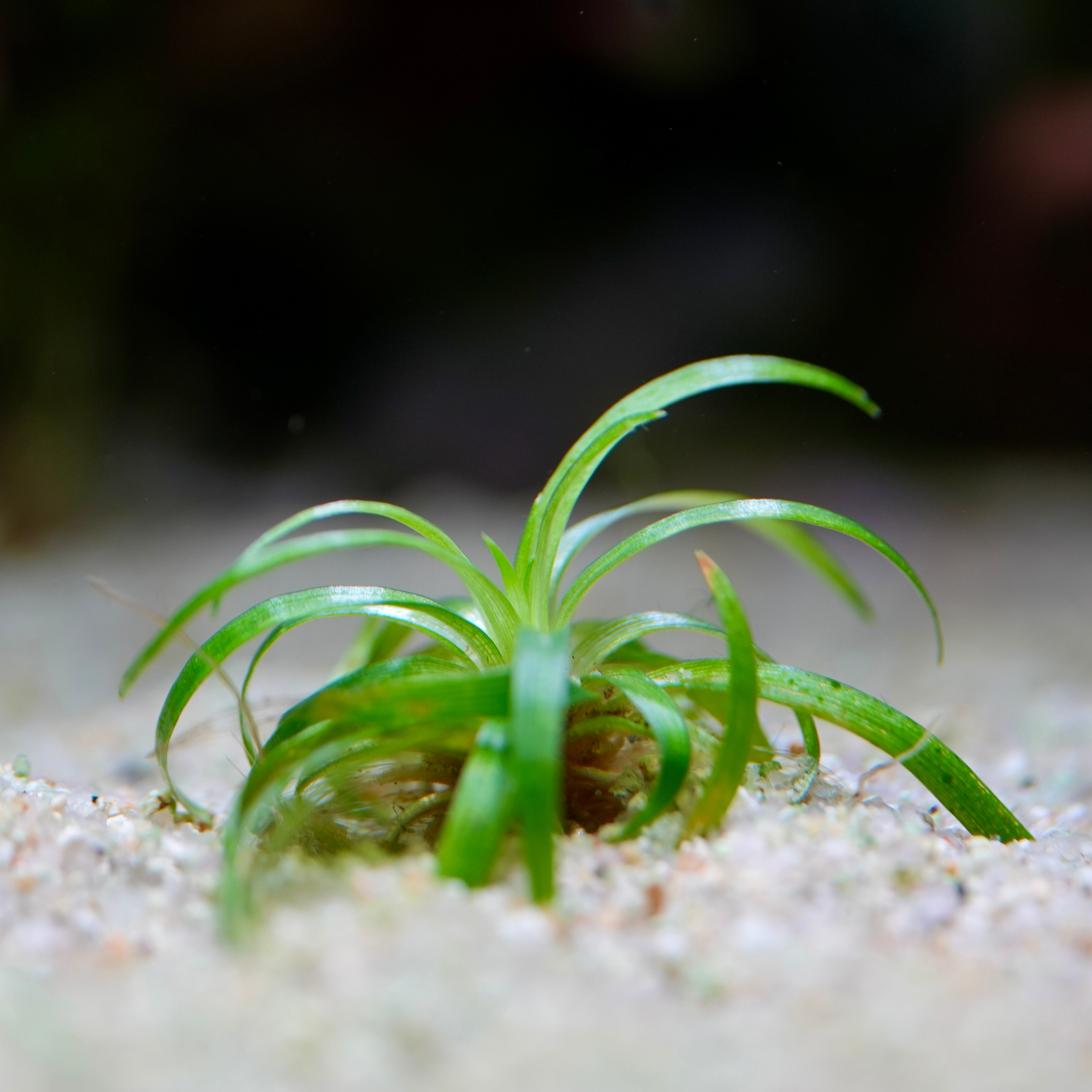 Small green plant eriocaulon Bahia mini taco rare aquatic plant growing in sand with a blurred background