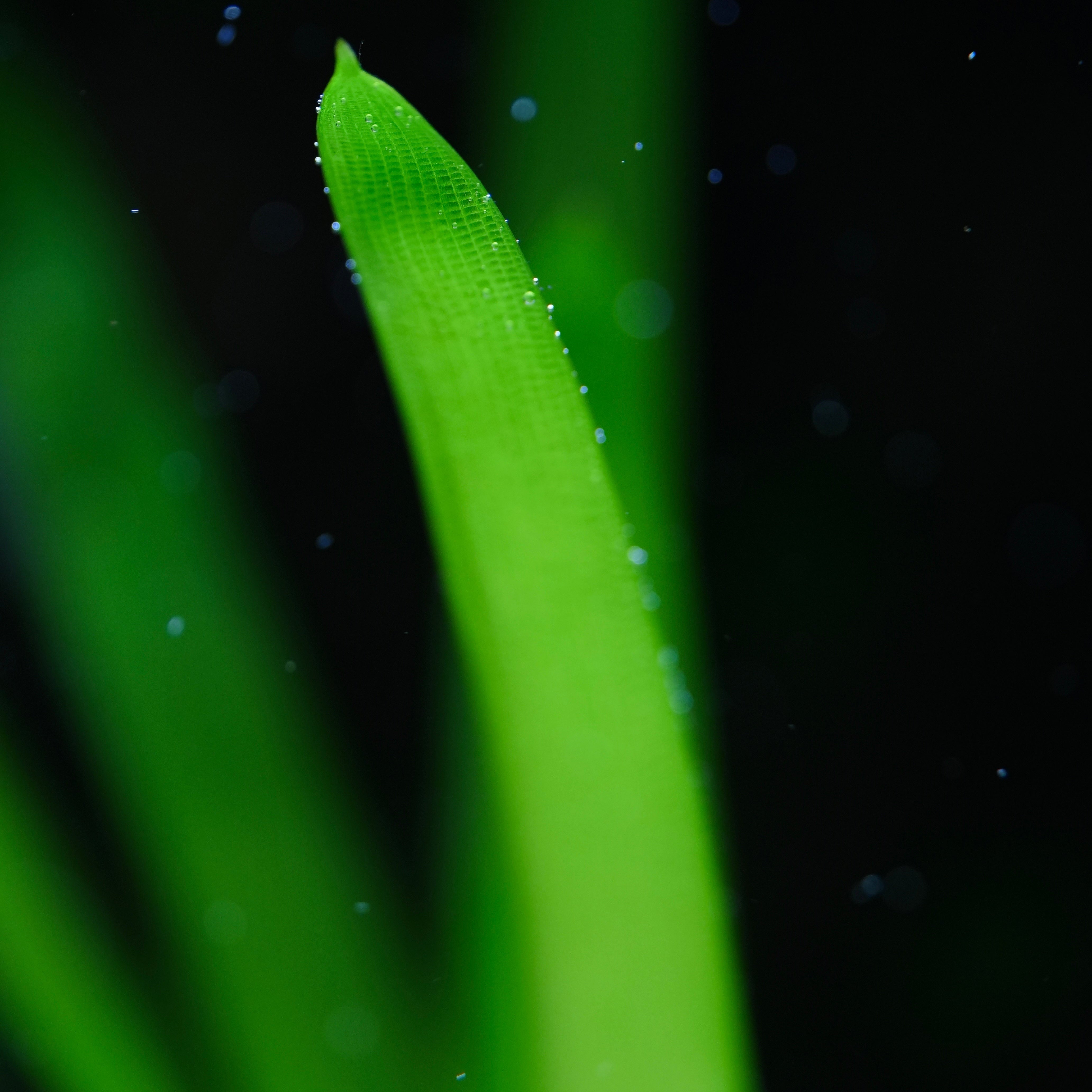 eriocaulon cuspidatum macro