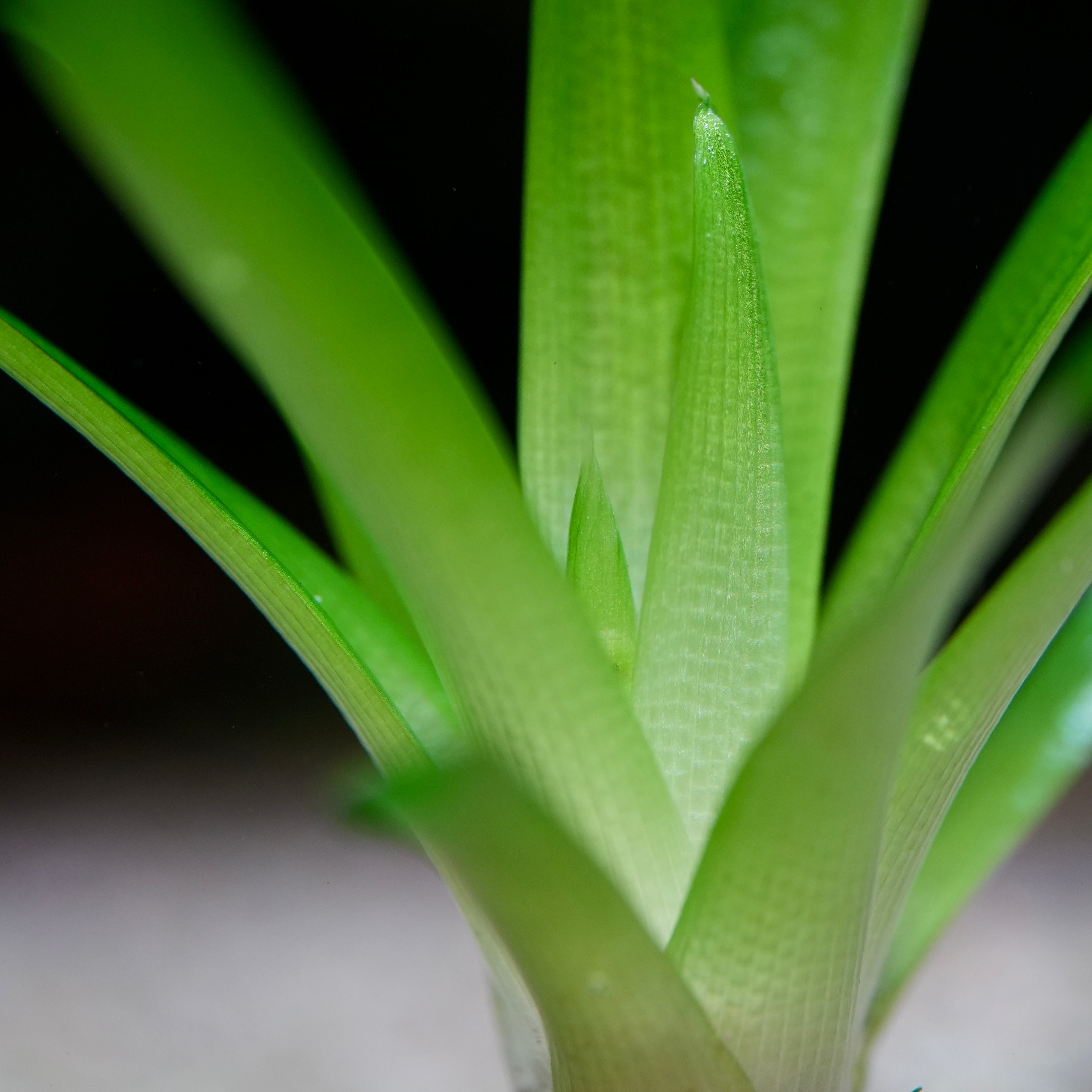 Close-up of green eriocaulon cuspidatum rare aquarium plant leaves with a blurred background