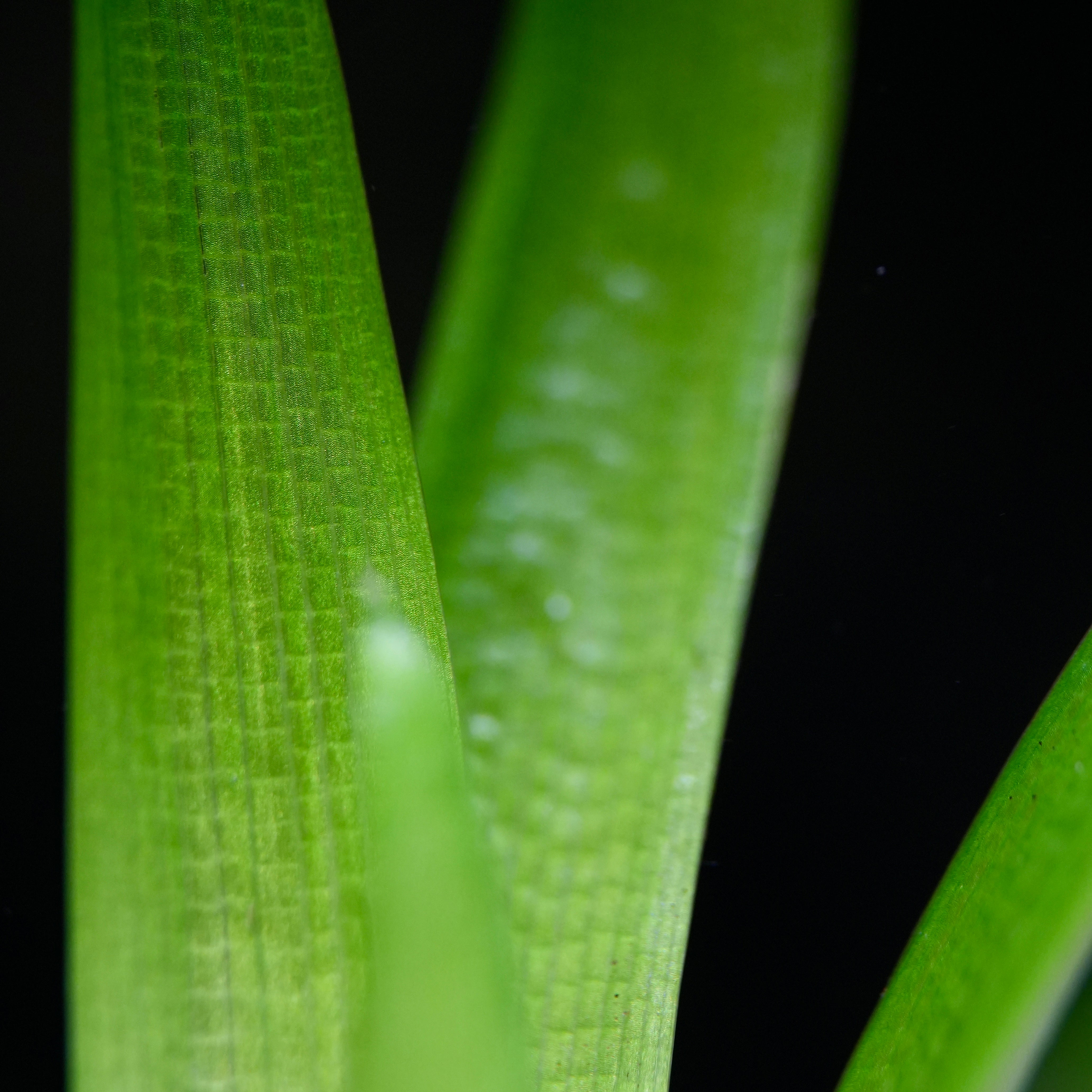 Macro shot of eriocaulon cuspidatum rare aquarium plant leaf and cells