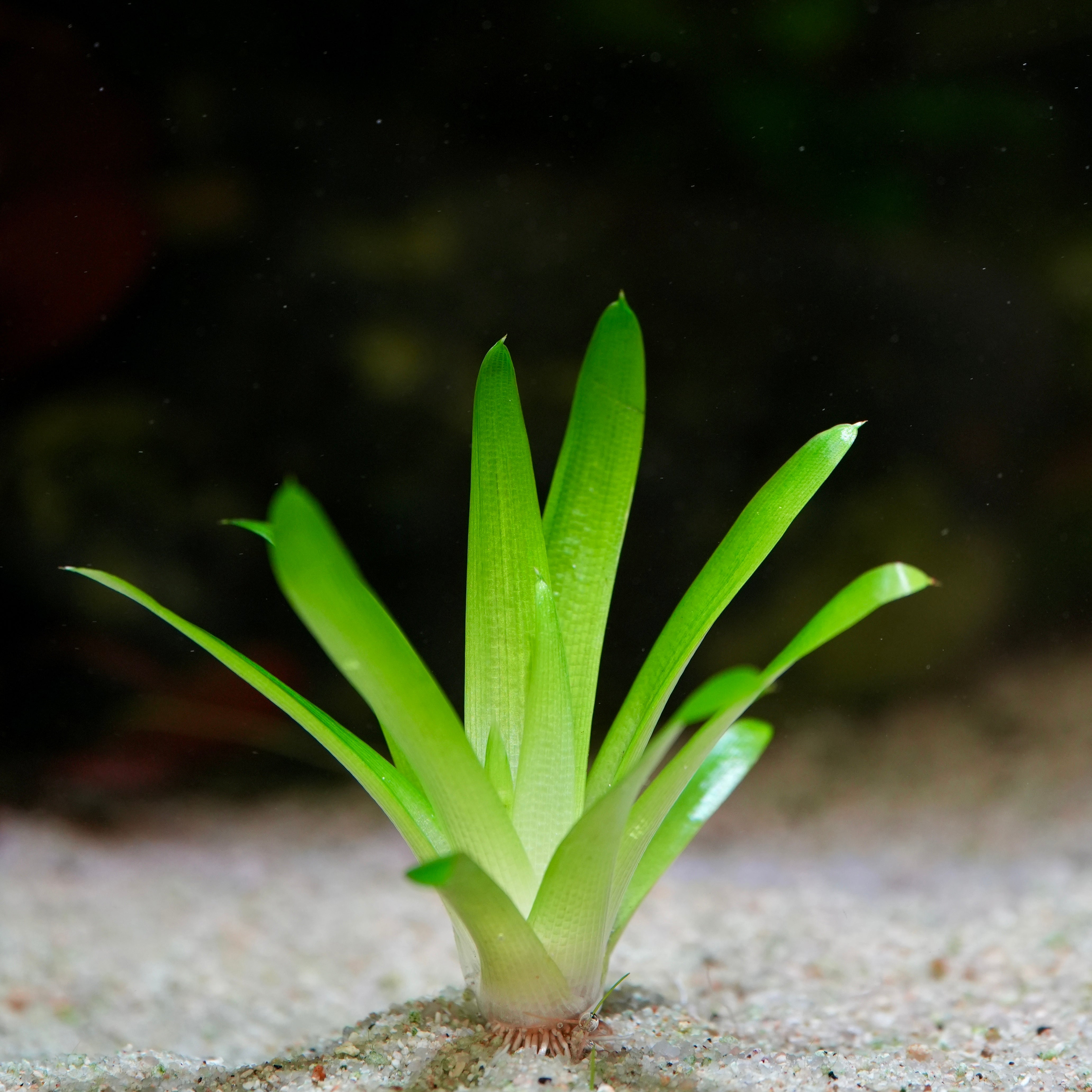 Green blade leaf eriocaulon cuspidatum rare aquarium plant  on a sandy substrate with a blurred background