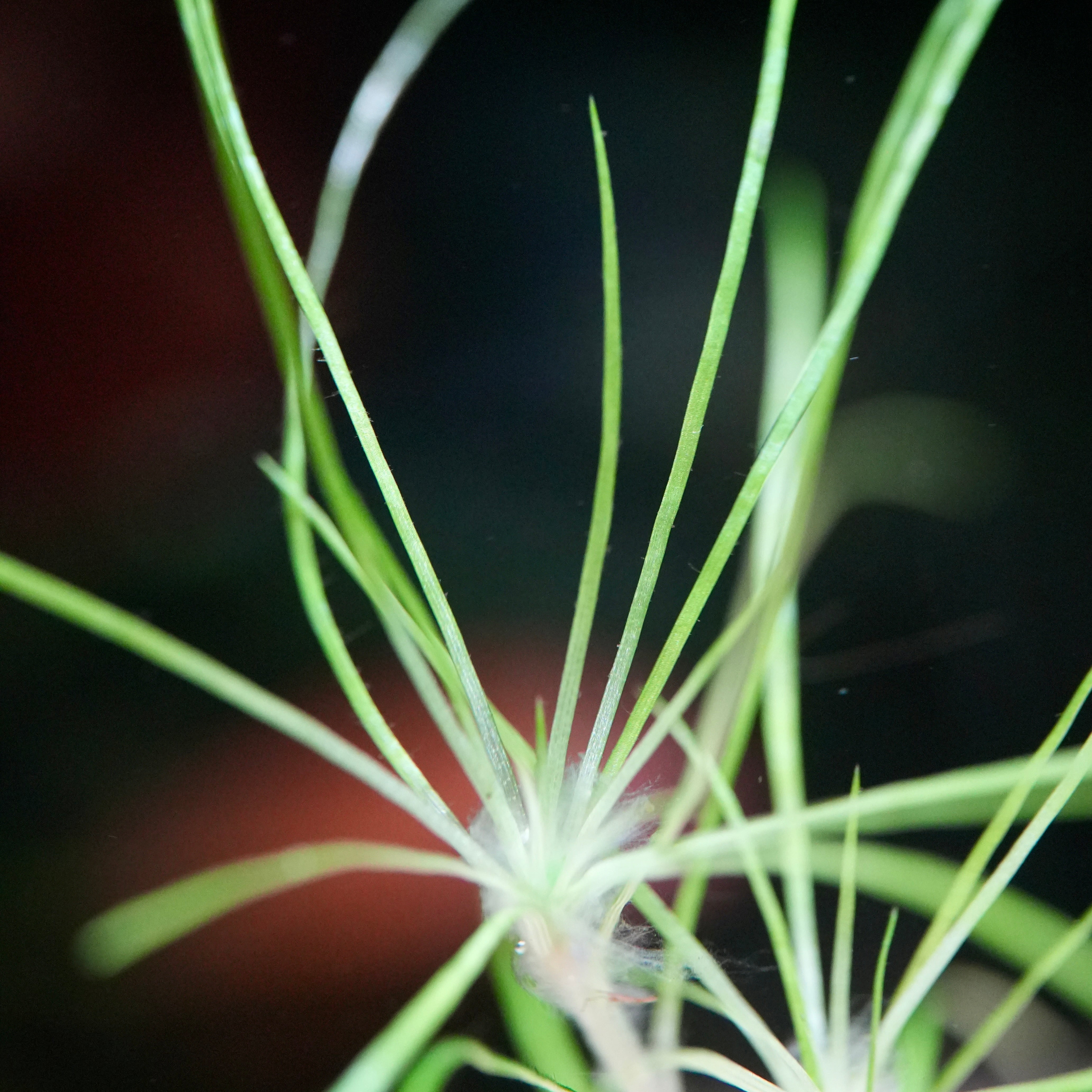 Macro shot of eriocaulon dalzellii rare aquatic plant 