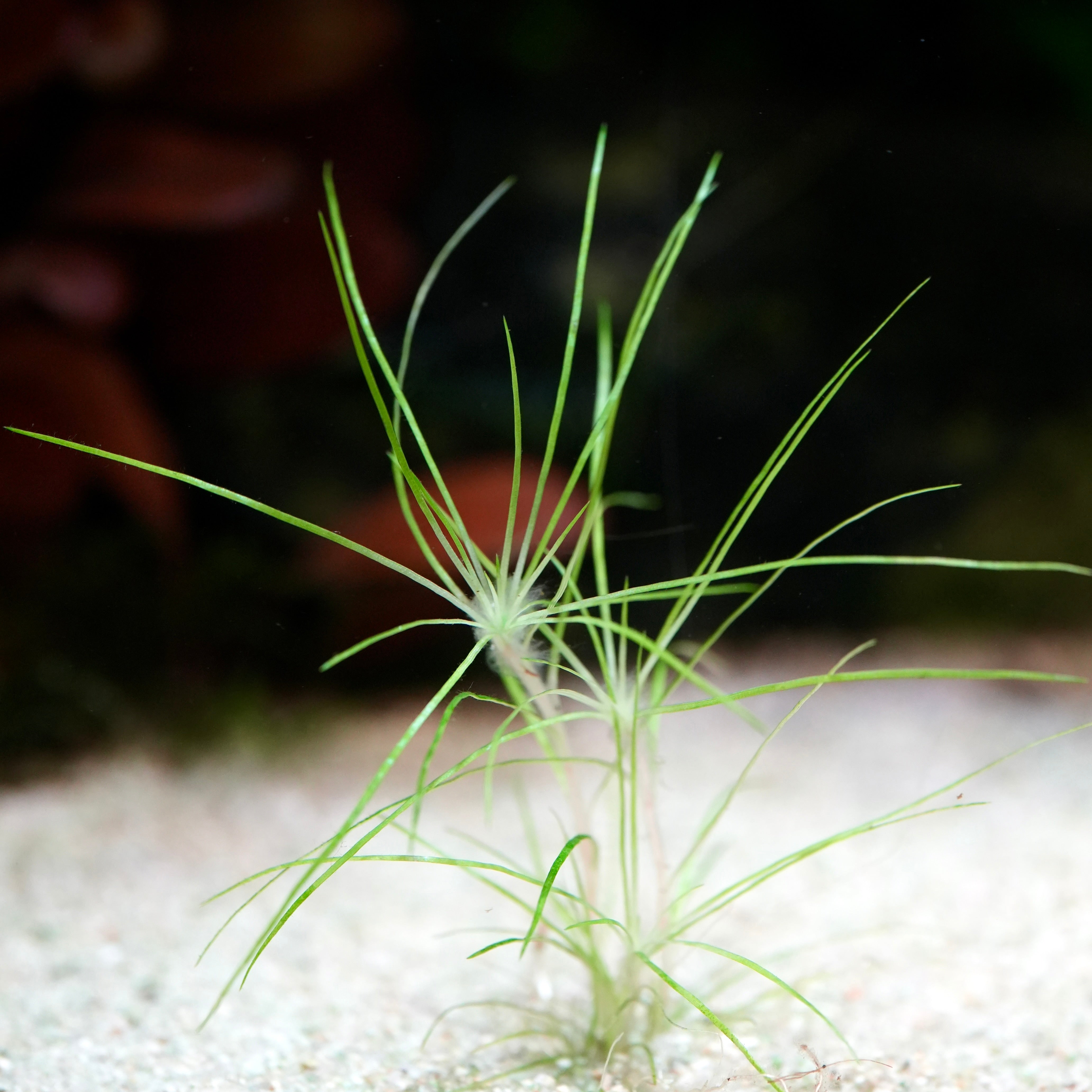 Green needle leaves from eriocaulon dalzellii rare aquatic plant 