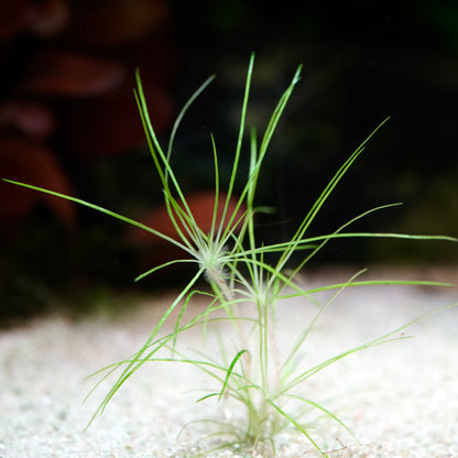 Green needle leaves from eriocaulon dalzellii rare aquatic plant 
