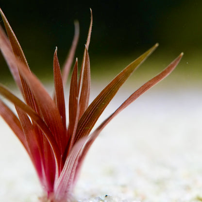 Close-up of red and green eriocaulon quinquangulare aquatic plant leaves showing growth from crown