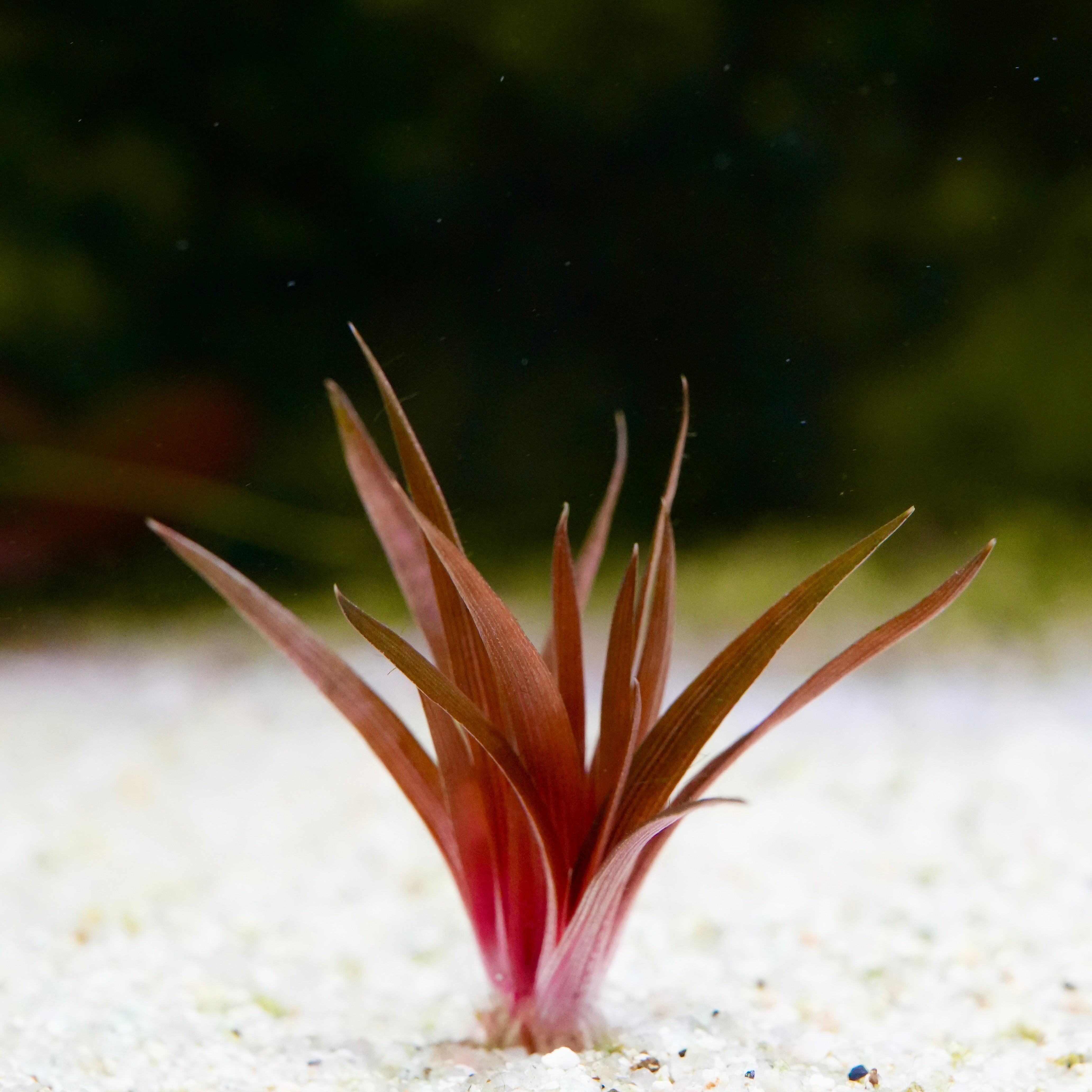 Small eriocaulon quinquangulare aquatic plant with red-green leaves on a sandy substrate