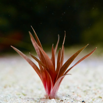 Eriocaulon quinquangulare aquatic plant  with red to green blade-like leaves on a sandy substrate