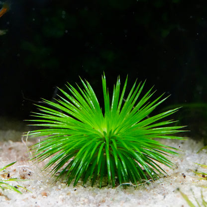 green eriocaulon ratnagiricum rare aquatic plant in sand