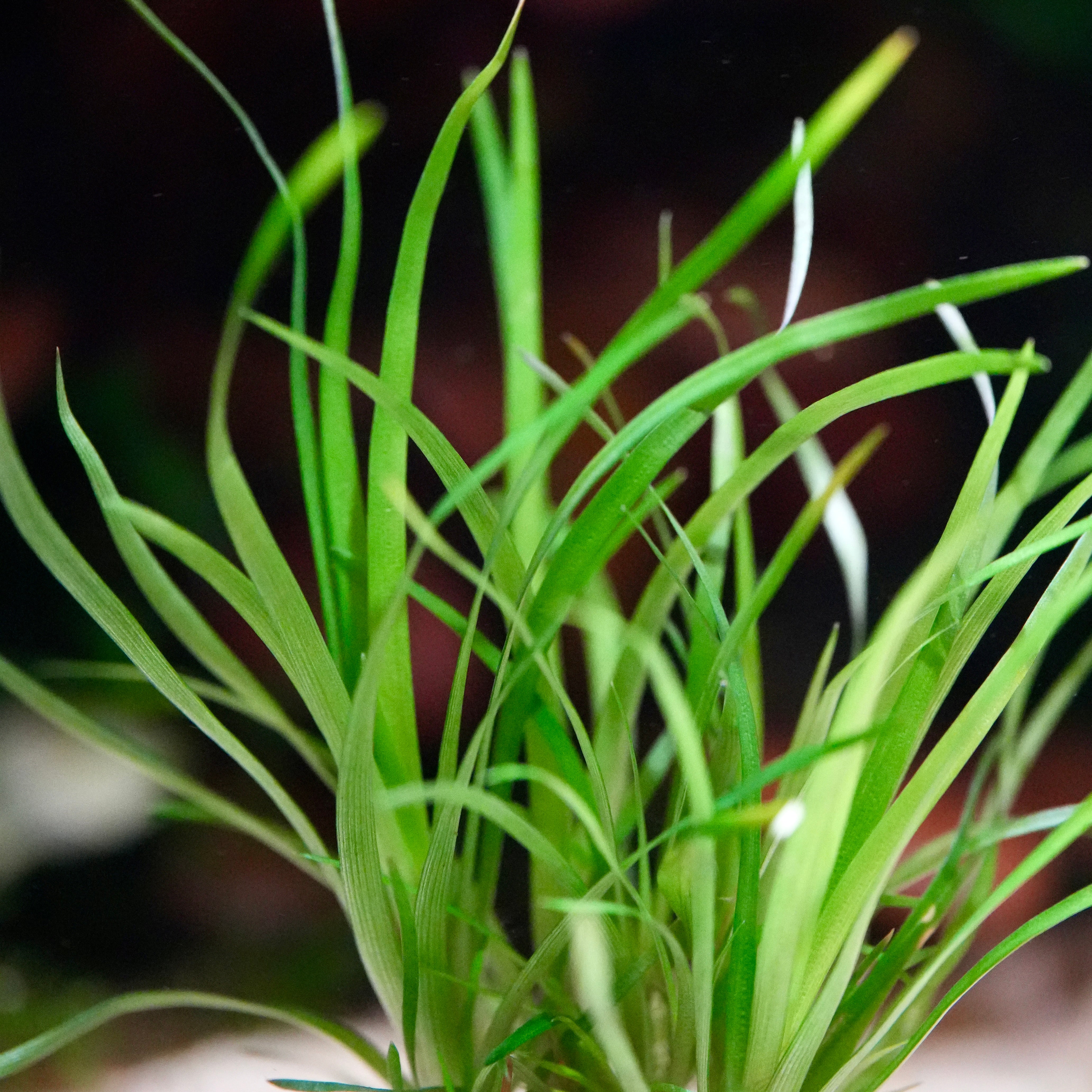 Close-up of a green bladed eriocaulon sp vietnam aquarium plant with a blurred background