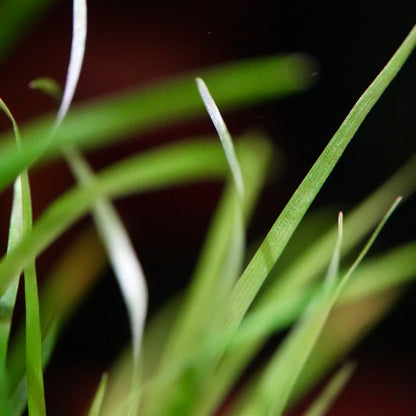 Macro shot of blade of leaf from eriocaulon sp vietnam aquarium plant