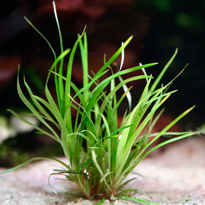 Green eriocaulon sp vietnam aquarium plant on a sandy substrate