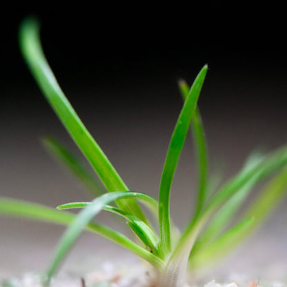 Macro shot of green eriocaulon Sulawesi aquatic plant leaves