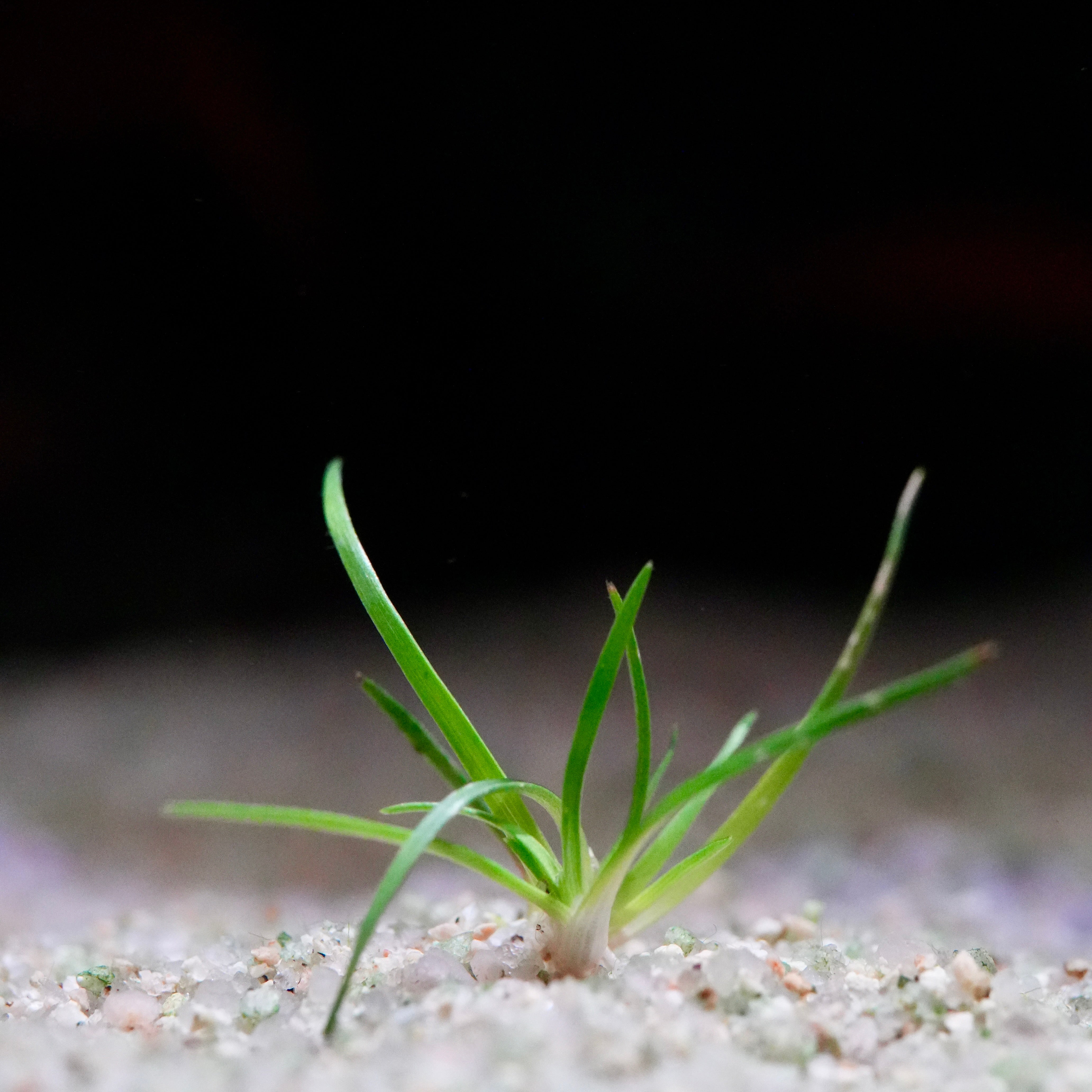 Small green eriocaulon sulawesi aquatic plant profile growing in sand with a blurred background