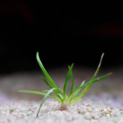 Small green eriocaulon sulawesi aquatic plant profile growing in sand with a blurred background