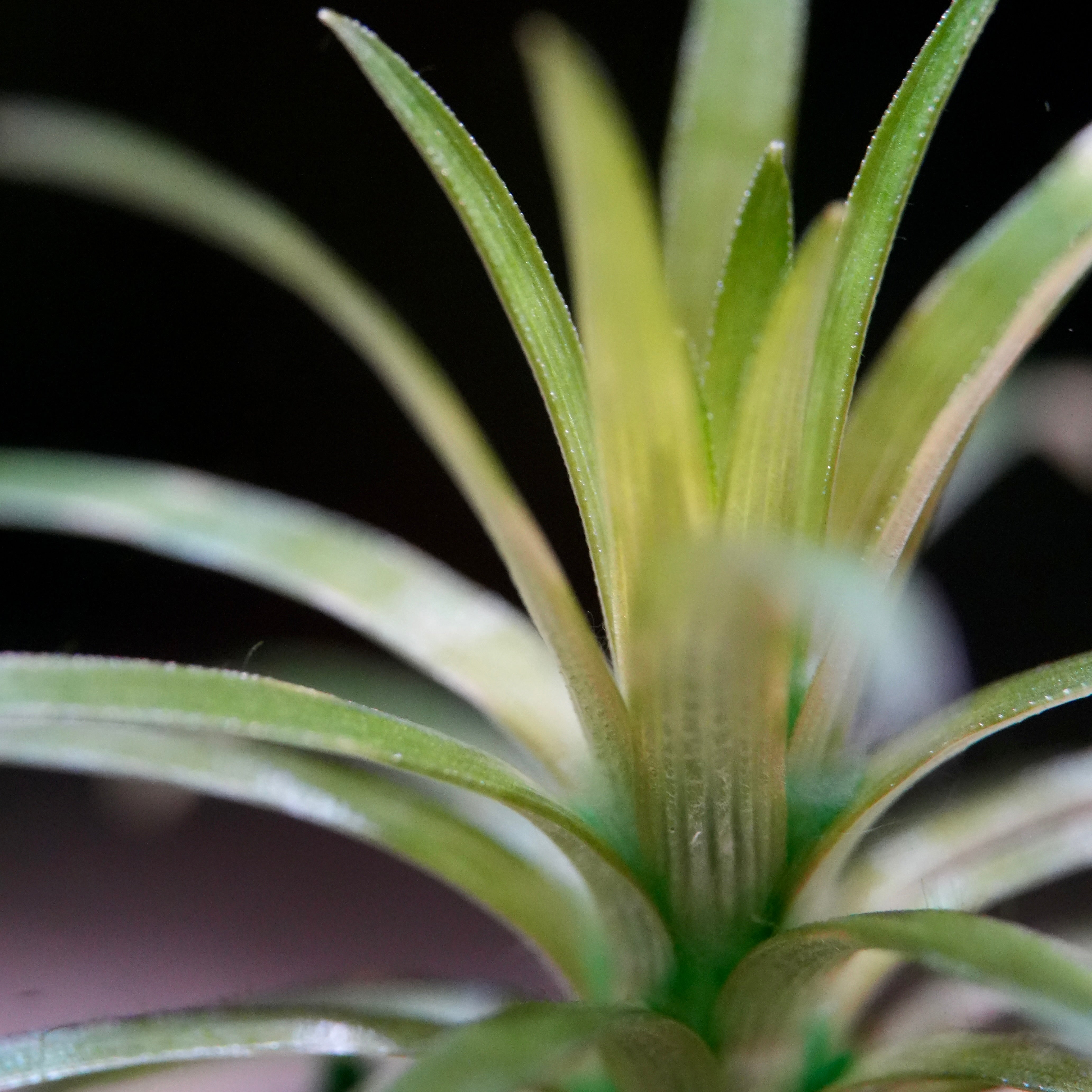 Close-up of a eriocaulon vichada rare rosette aquarium plant with green spikes leaves