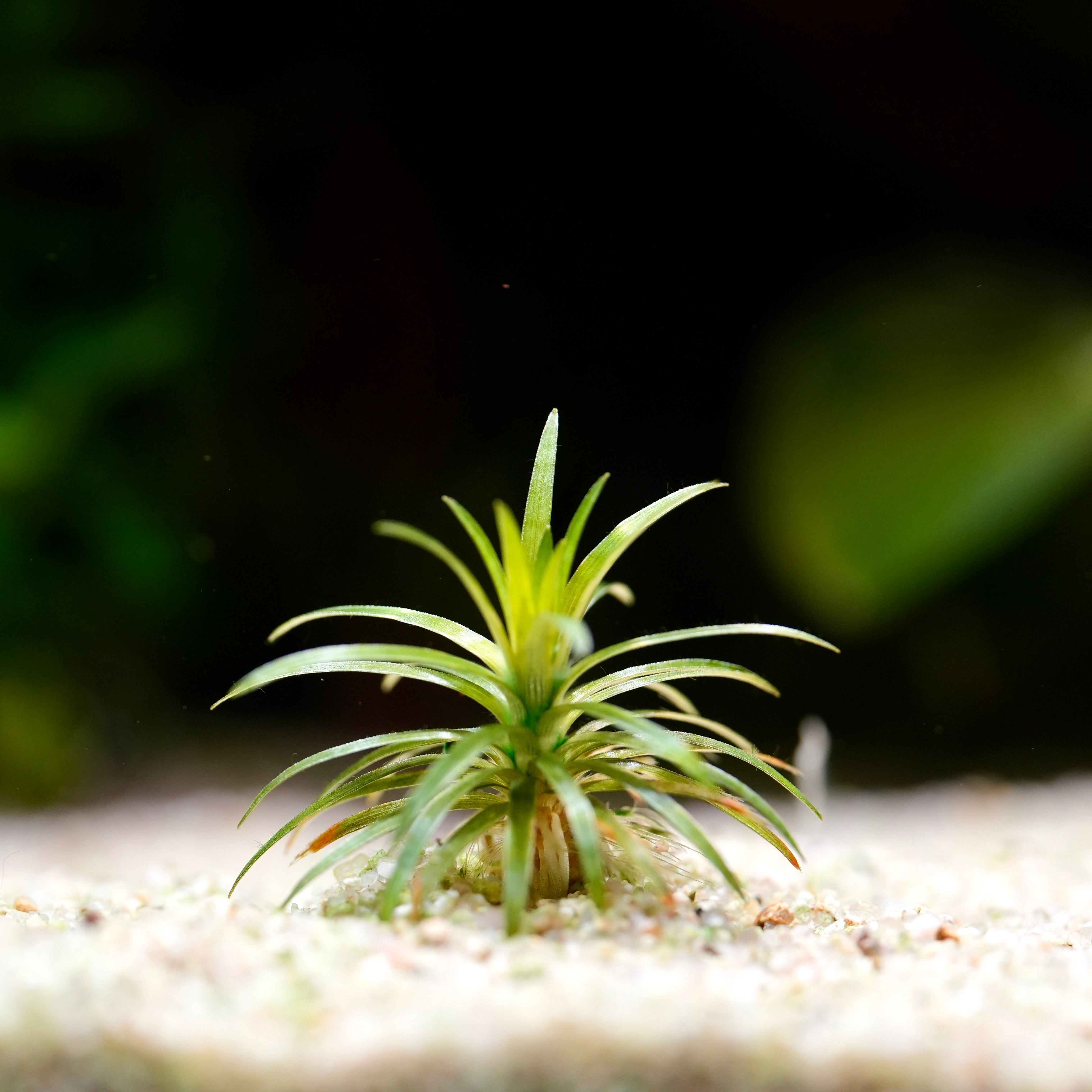 Small green pineapple eriocaulon vichada rare rosette aquarium plant on a sandy surface