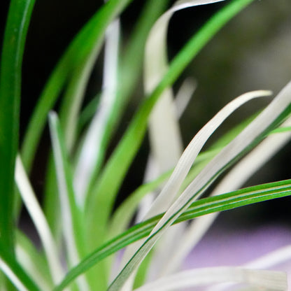 Macro shot of white leaves from eriocaulon vietnam variegated rare aquatic plant