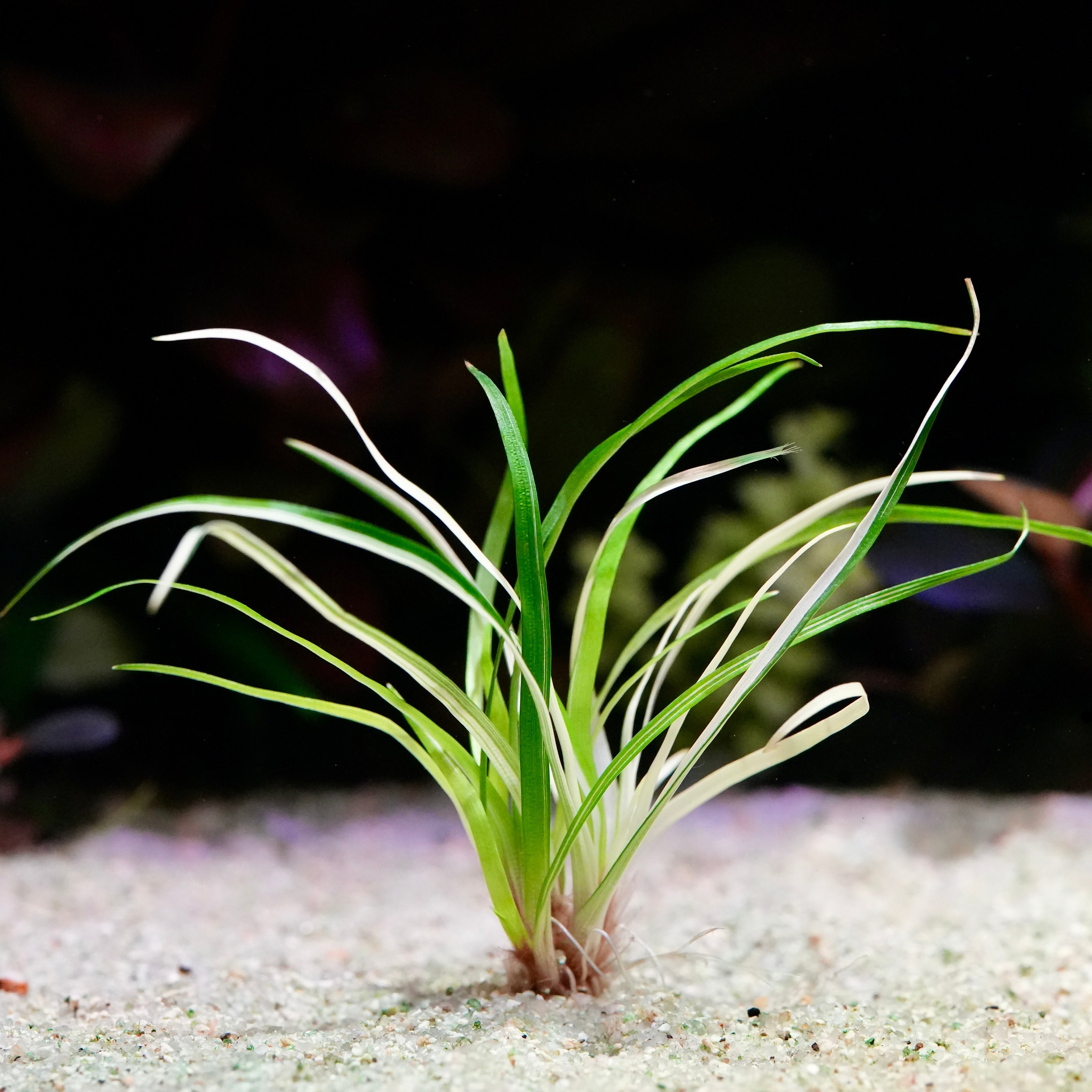 Eriocaulon vietnam variegated rare aquatic plant with long green leaves on a sandy substrate