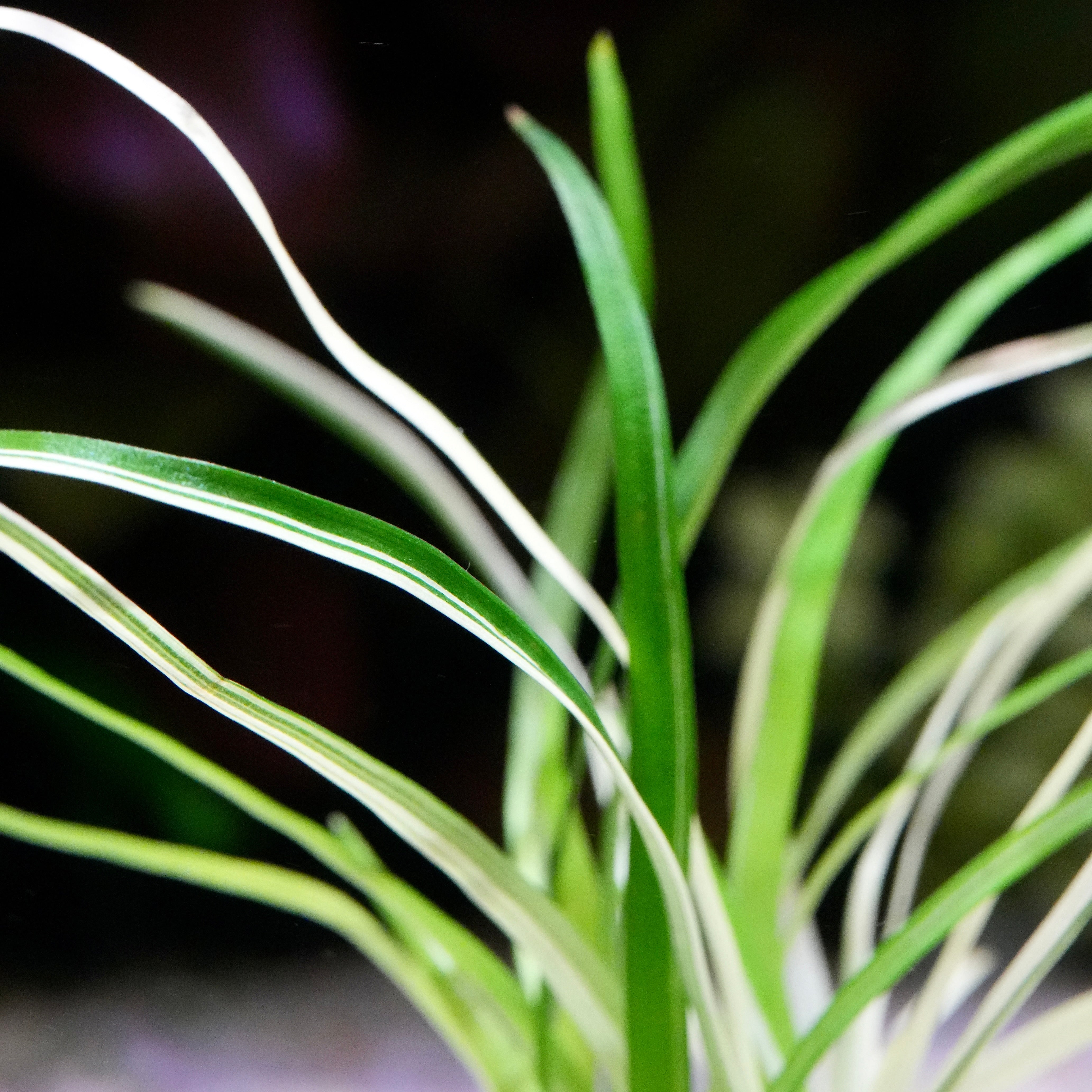 Close-up of a eriocaulon vietnam variegated rare aquatic plant with green and white leaves against a dark background