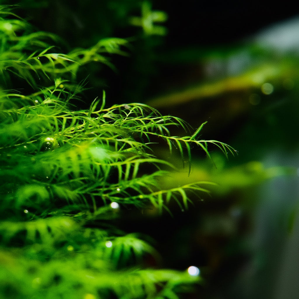 Close-up of green aquatic plant fissidens fontanus moss growing sideways