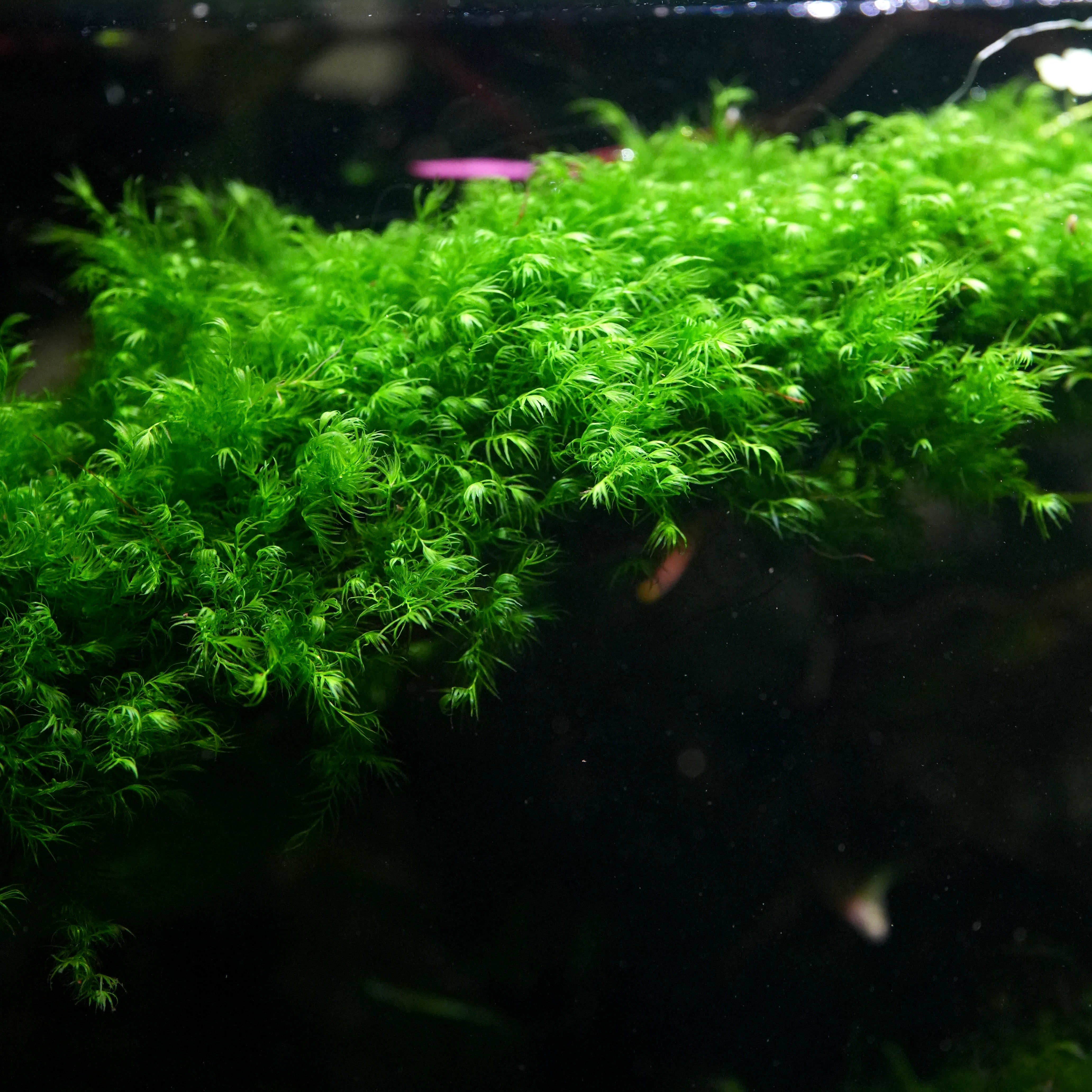 Close-up of green fissidens fontanus phoenix moss on a dark background