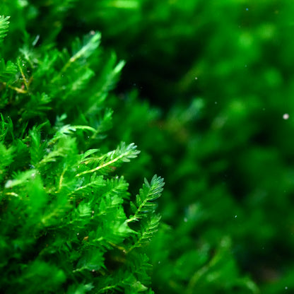 Macro shot of fissidens mini aquarium moss