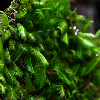 Macro shot of fissidens nobilis rare aquarium moss fronds