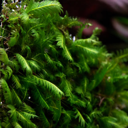 Vibrant green fissidens nobilis rare aquarium moss in aquarium