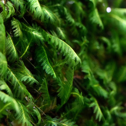 Close-up of a fern like fissidens nobilis rare aquarium moss with detailed green fronds