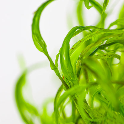 Close-up of green leaves from guppy grass najas guadalupensis aquarium epiphyte plant in vitro