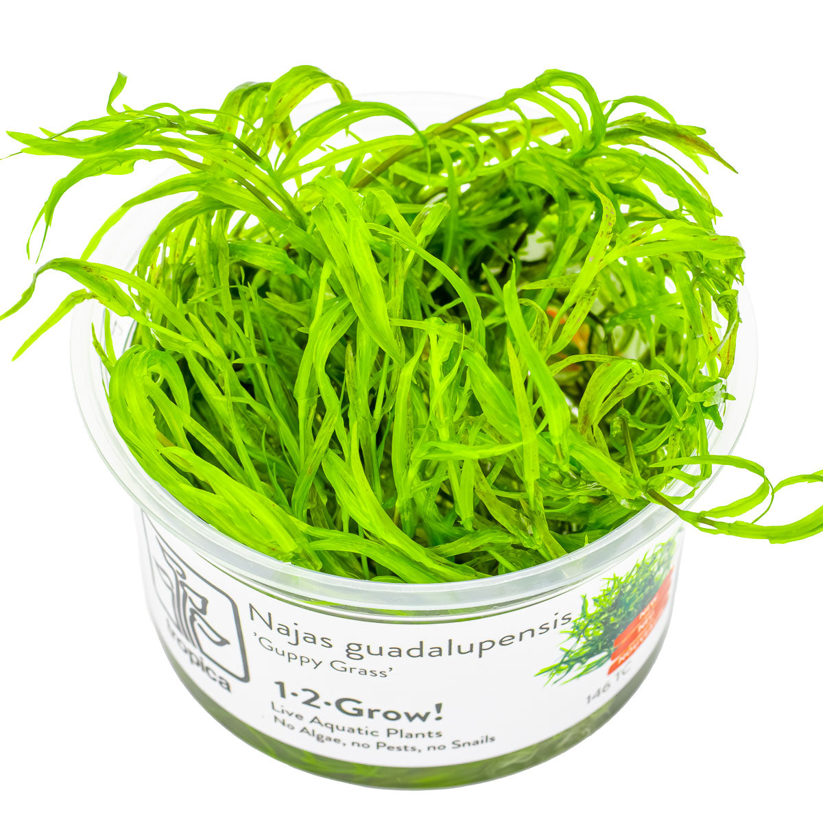 Green guppy grass najas guadalupensis aquarium epiphyte plant in vitro