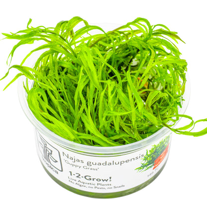 Green guppy grass najas guadalupensis aquarium epiphyte plant in vitro