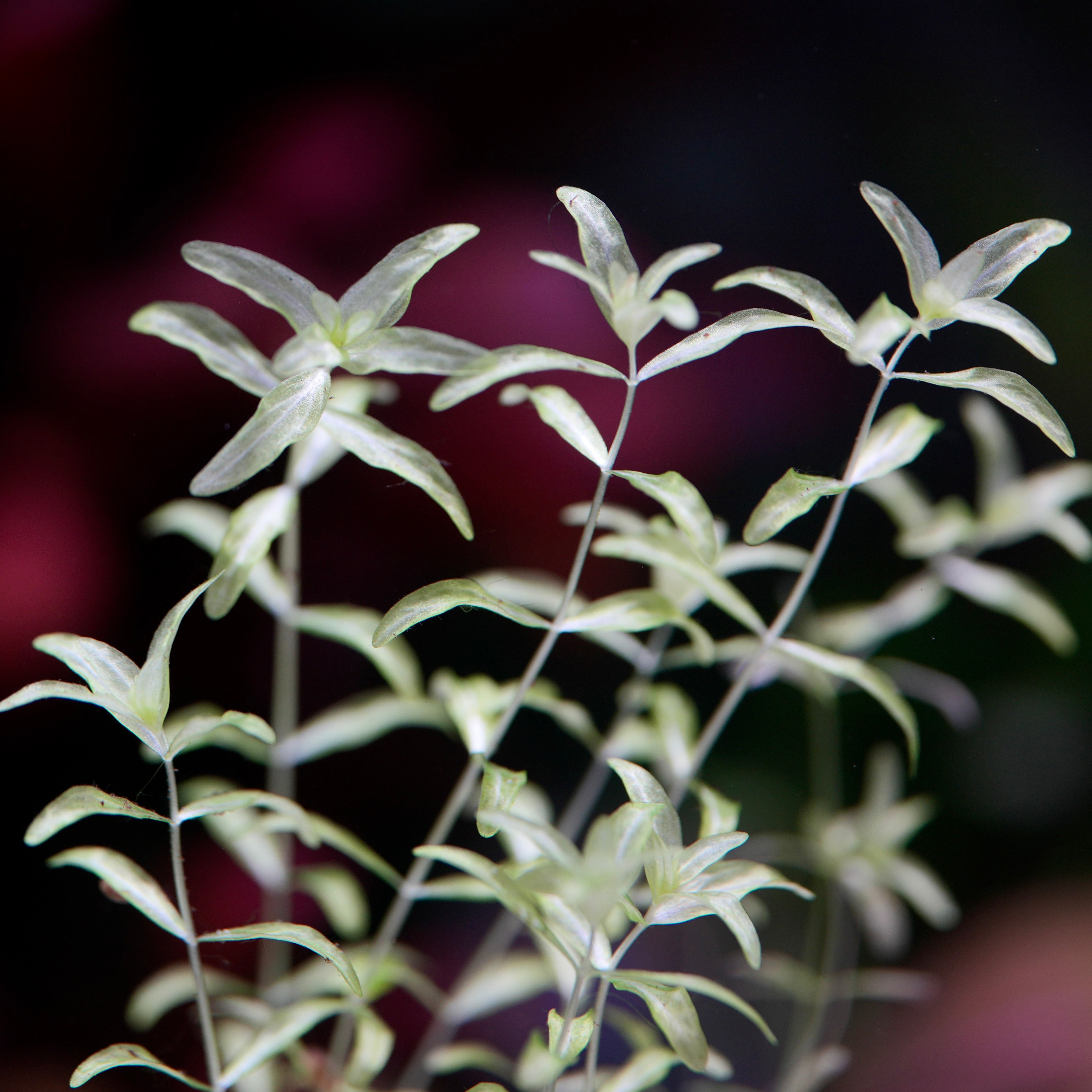 Bunch of hemianthus micranthemoides platinum aquarium stem plant 