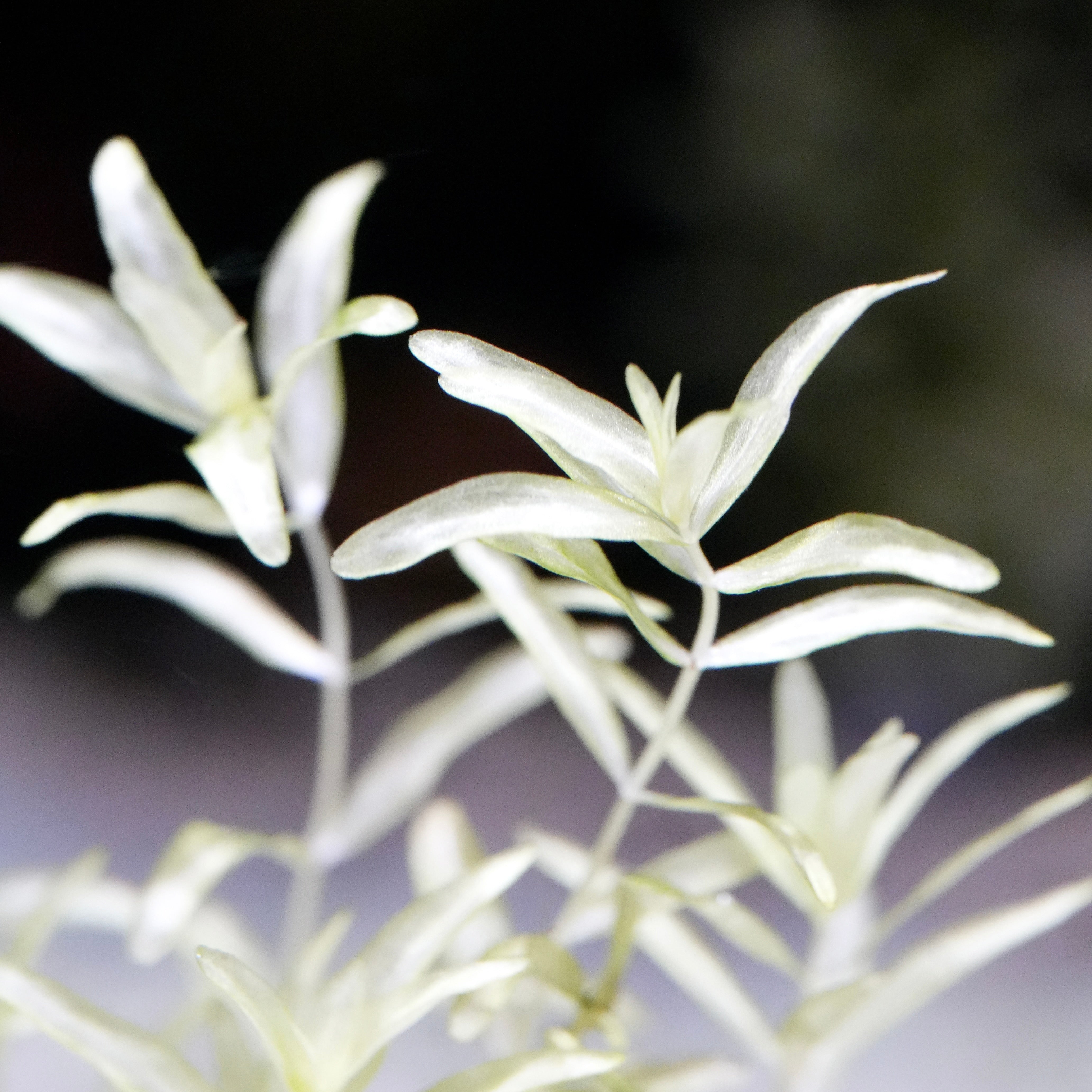 Close-up of hemianthus micranthemoides platinum aquarium stem plant with delicate white foliage