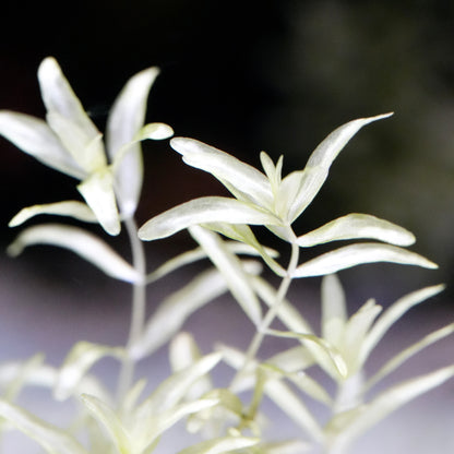 Close-up of hemianthus micranthemoides platinum aquarium stem plant with delicate white foliage
