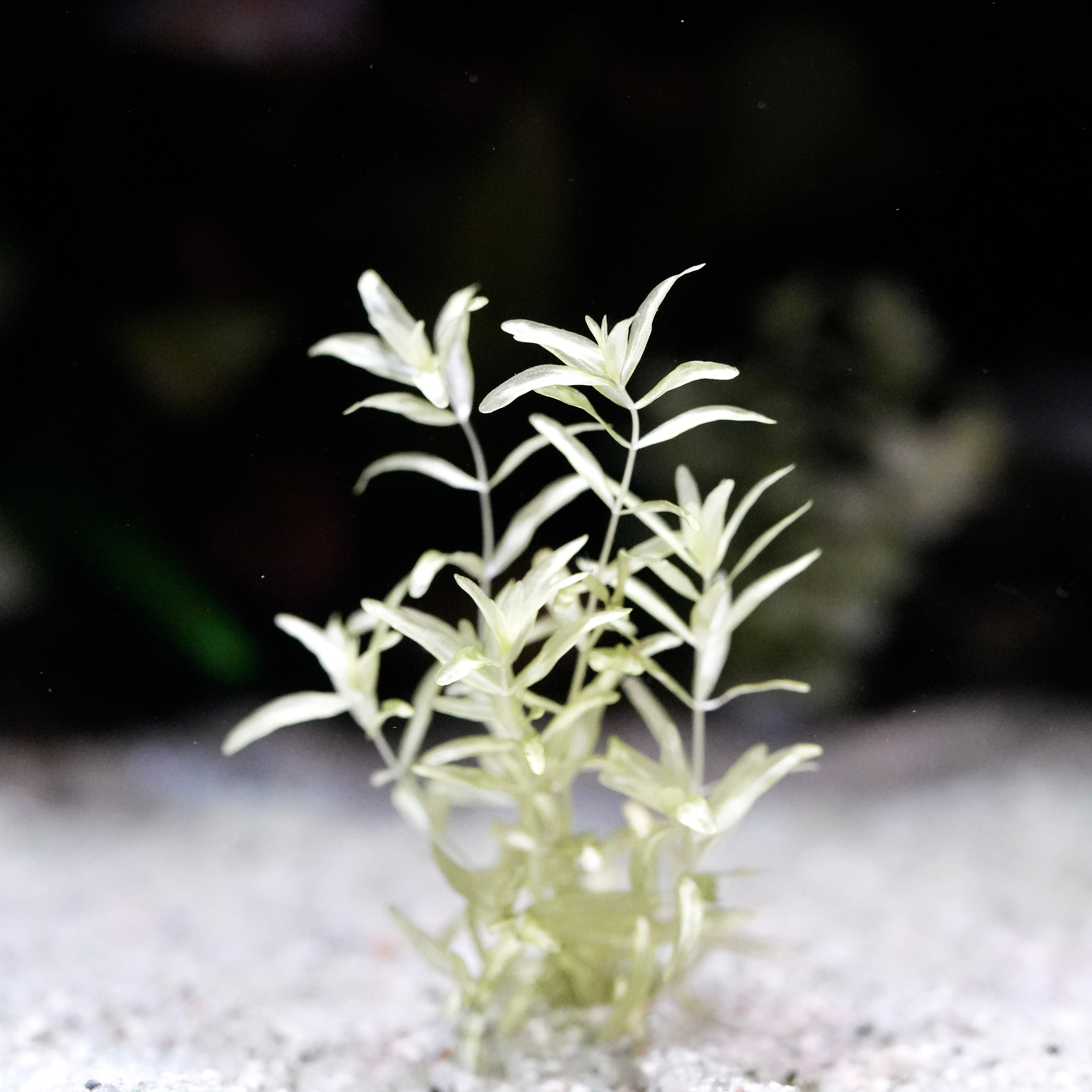 White hemianthus micranthemoides platinum aquarium stem plant in sand