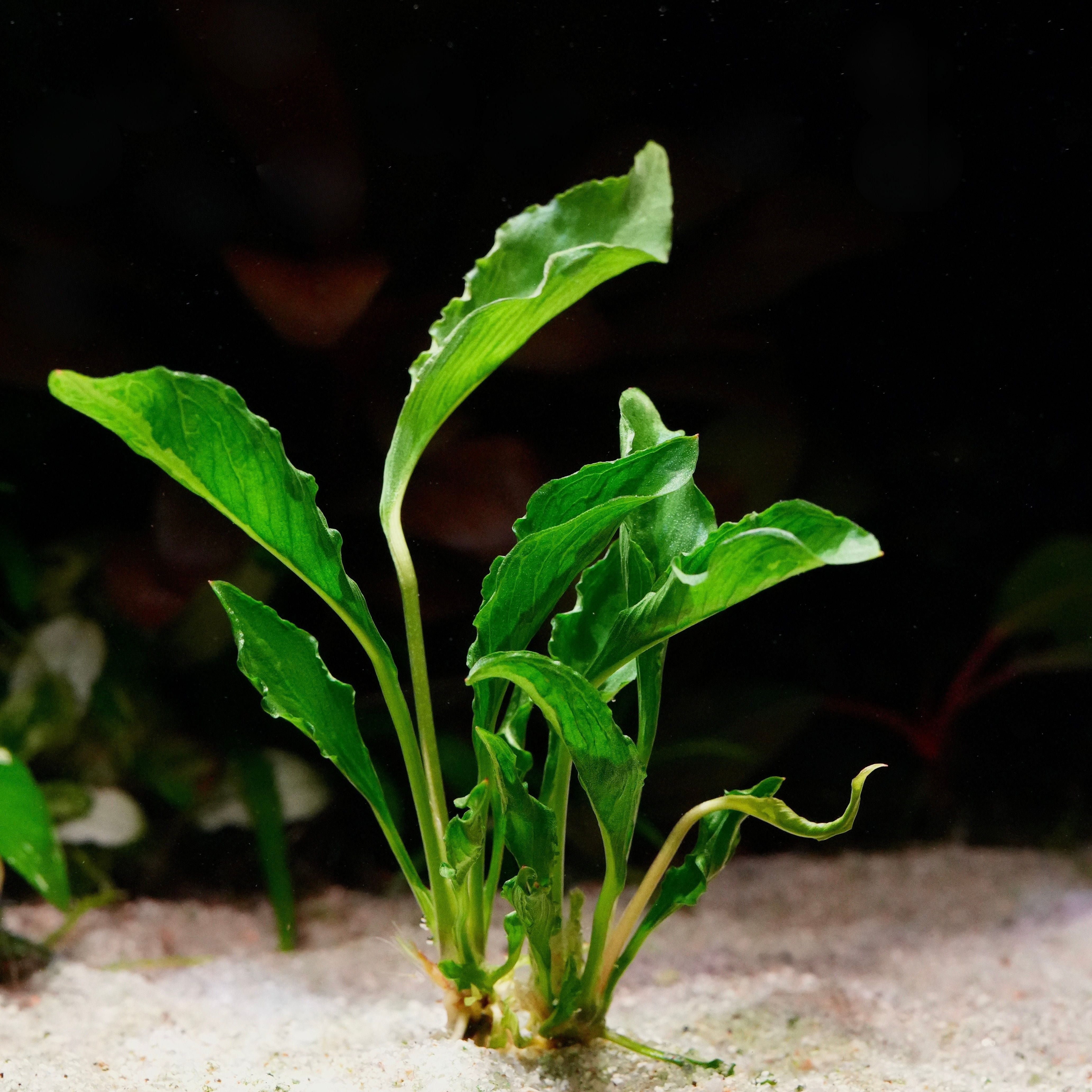 Anubias heterophylla 'Supernova' - Rare Plant