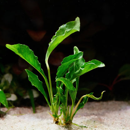 Anubias heterophylla 'Supernova' - Rare Plant
