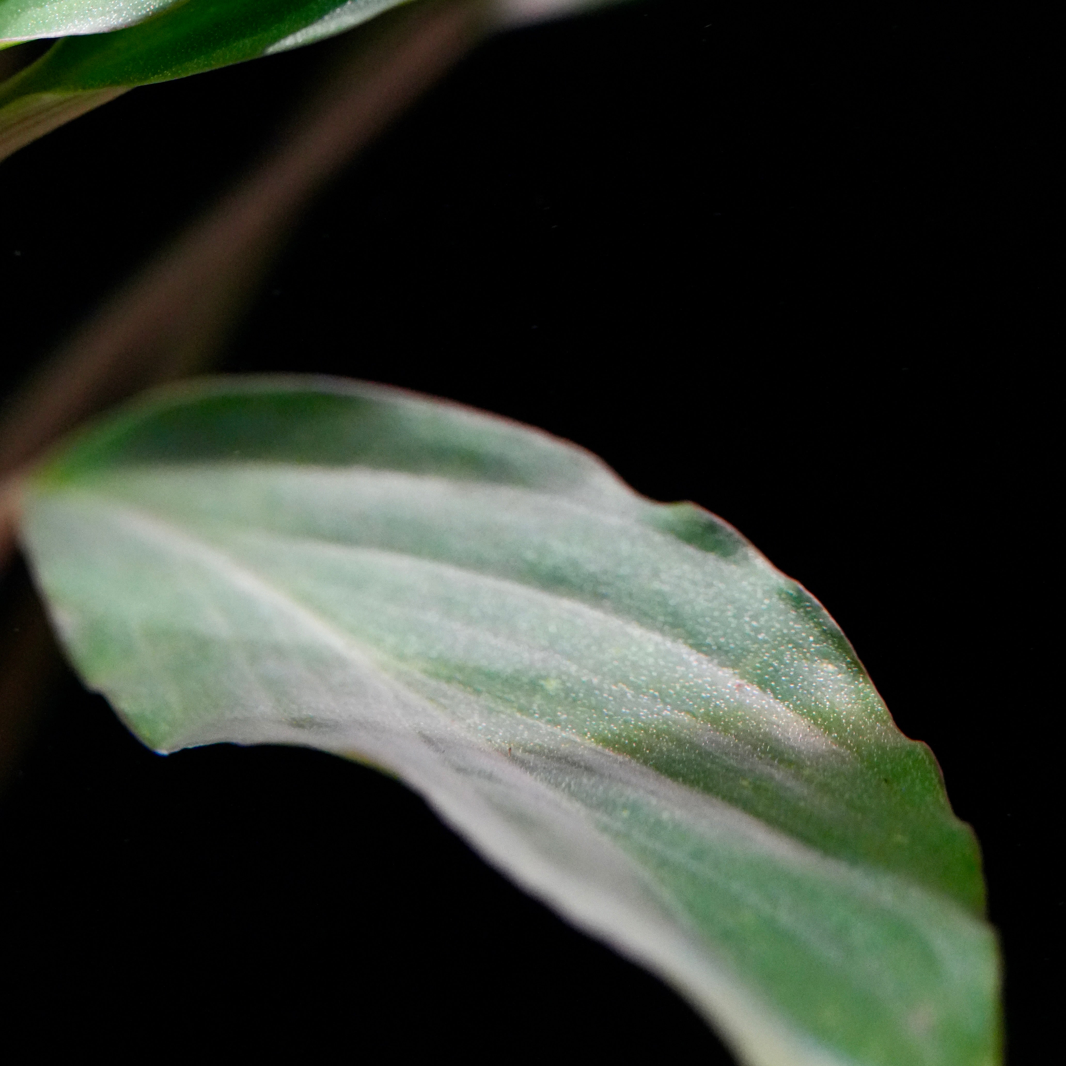 Macro shot of homalomena sp broad cuneate red stem aquarium plant leaf
