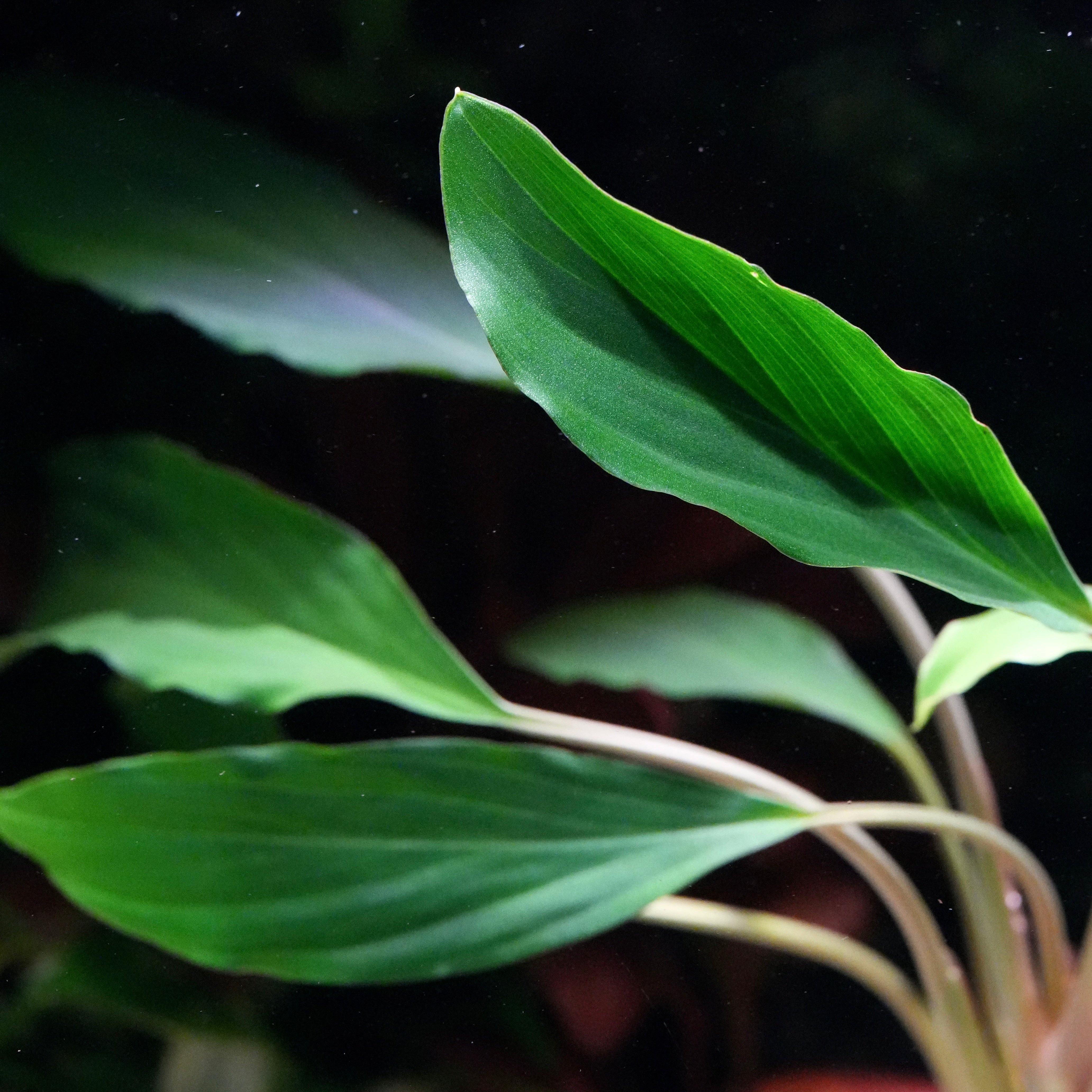 Close-up of green leaves of homalomena sp broad cuneate red stem aquarium plant