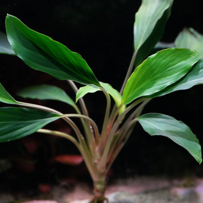 Mid section of homalomena sp broad cuneate red stem aquarium plant