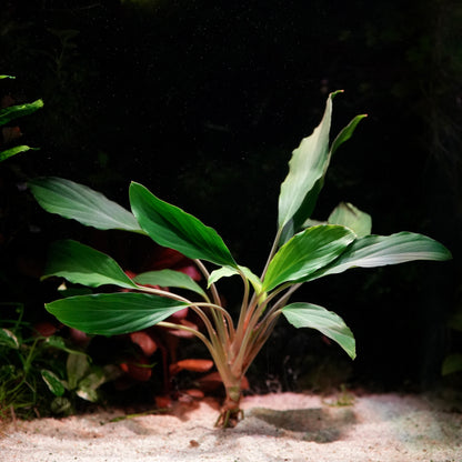 Green leafy homalomena sp broad cuneate red stem aquarium plant in sand