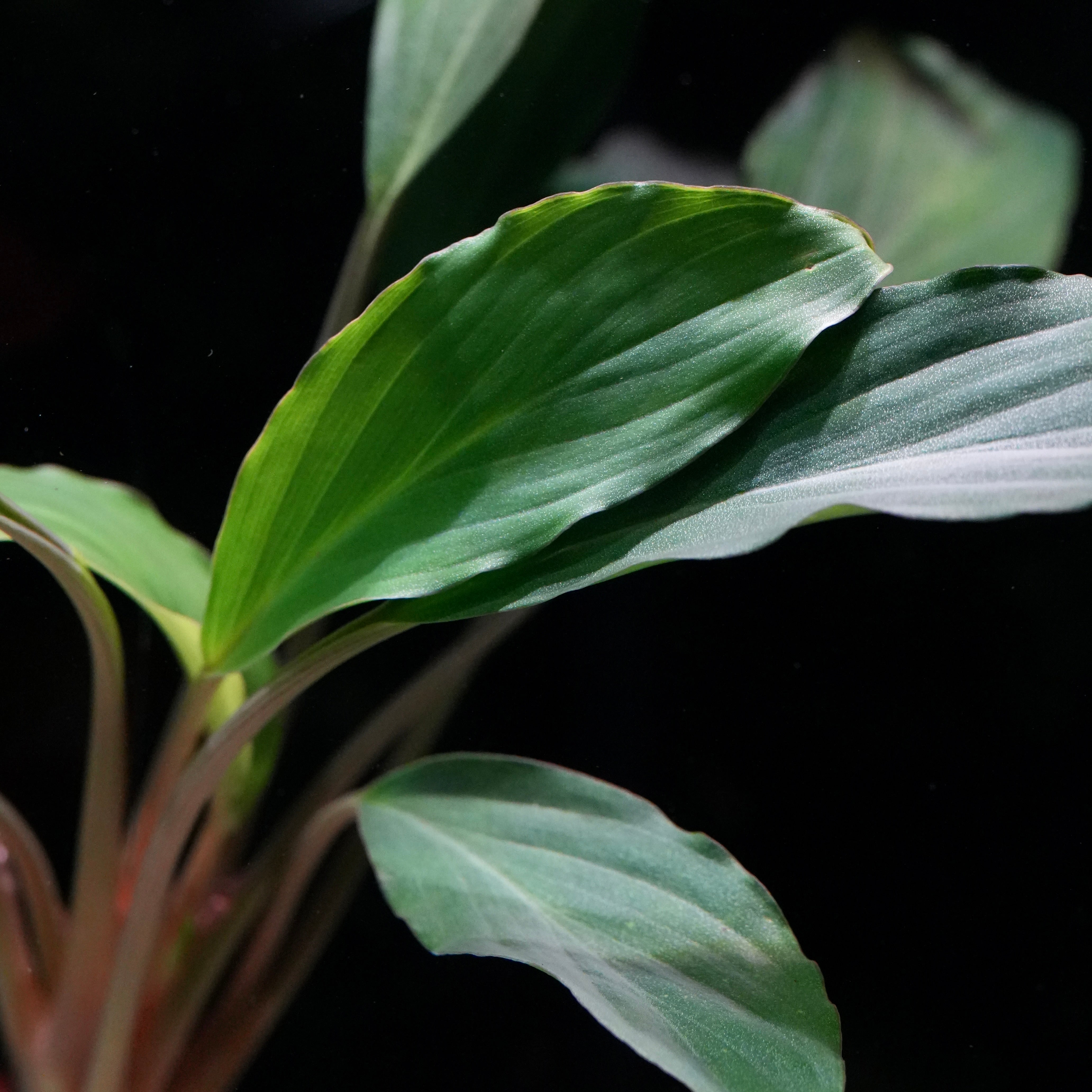 Close-up of green homalomena sp broad cuneate red stem aquarium plant leaves