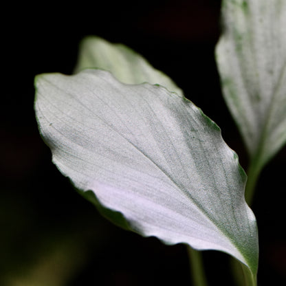 Macro shot off a silvery homalomena sp silver rare aquarium plant leaf